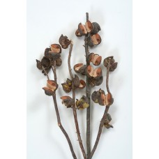HAKEA 5-9 PODS 14"  Natural - OUT OF STOCK